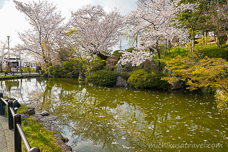 桜が咲く放生池