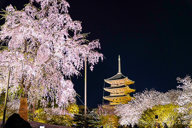 夜桜とライトアップされた東寺五重塔